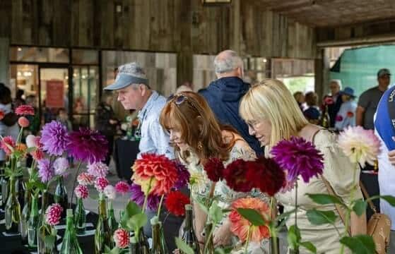 Dazzling Dahlia Festival